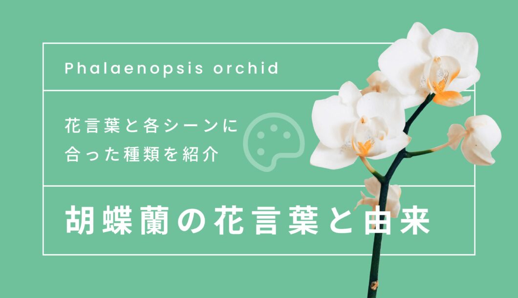 胡蝶蘭の花言葉と由来【色別に解説】各シーンに合った種類を紹介します