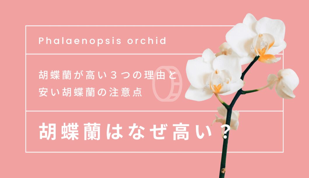 胡蝶蘭はなぜ高いの？【※徹底解説】3つの理由と、安い胡蝶蘭の注意点