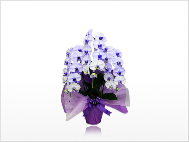 胡蝶蘭　紫