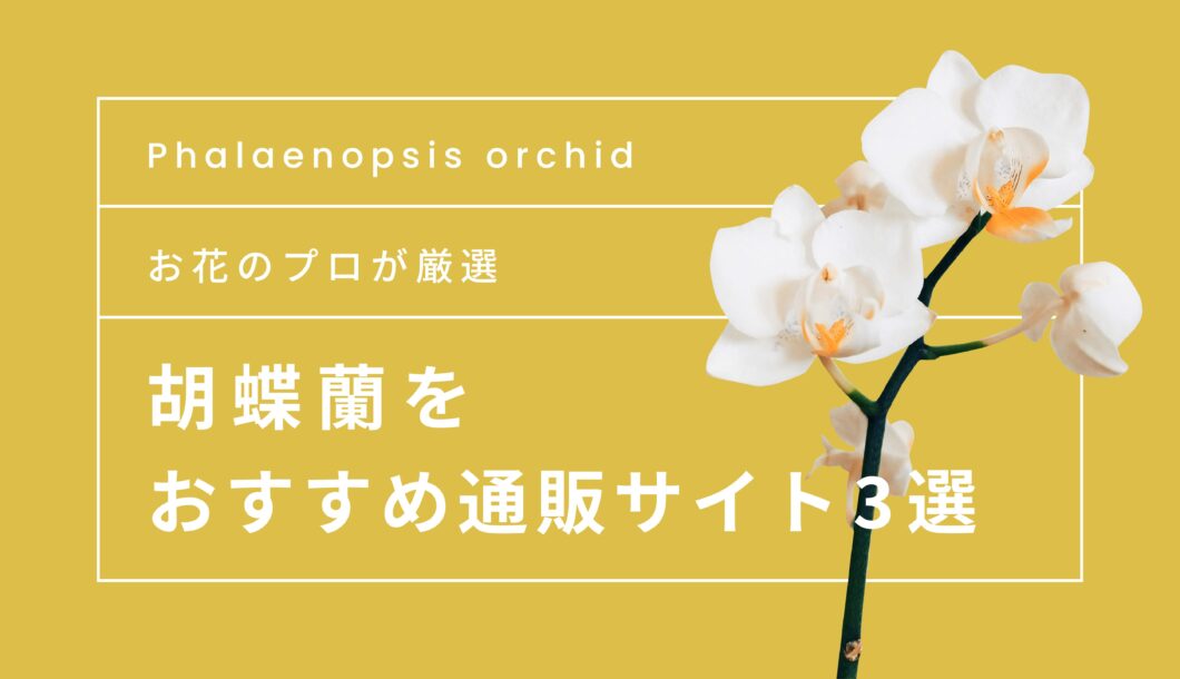 胡蝶蘭の通販サイトおすすめ3選！【お花のプロが厳選】