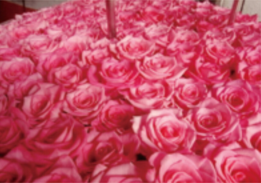 薔薇（ピンク）