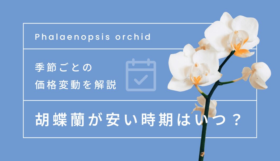 「胡蝶蘭が安い時期はいつ？」季節ごとの価格変動を解説