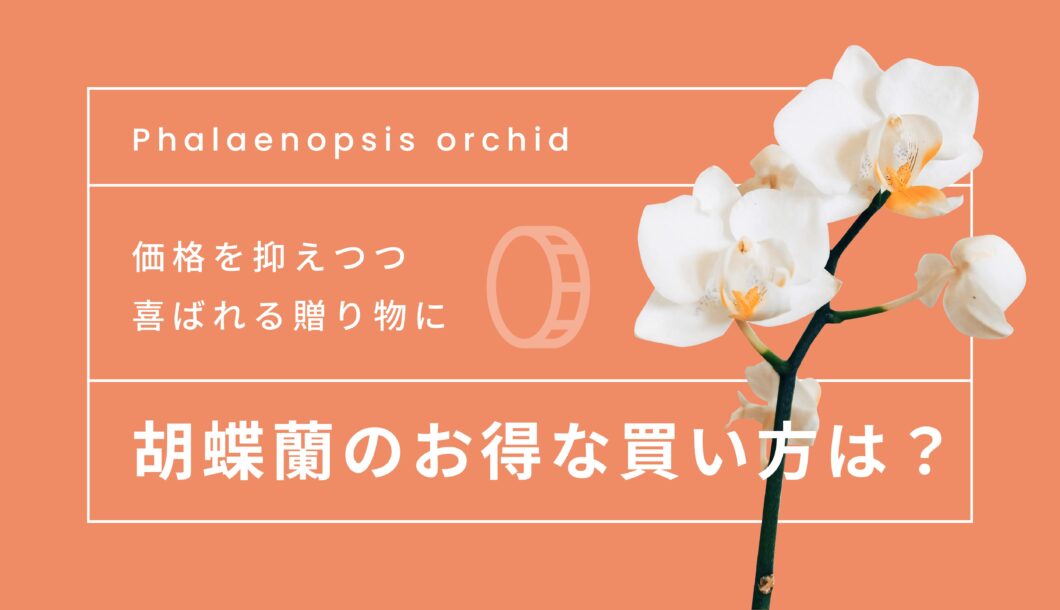 胡蝶蘭のお得な買い方は？知識があれば価格を抑えつつ喜ばれる贈り物に