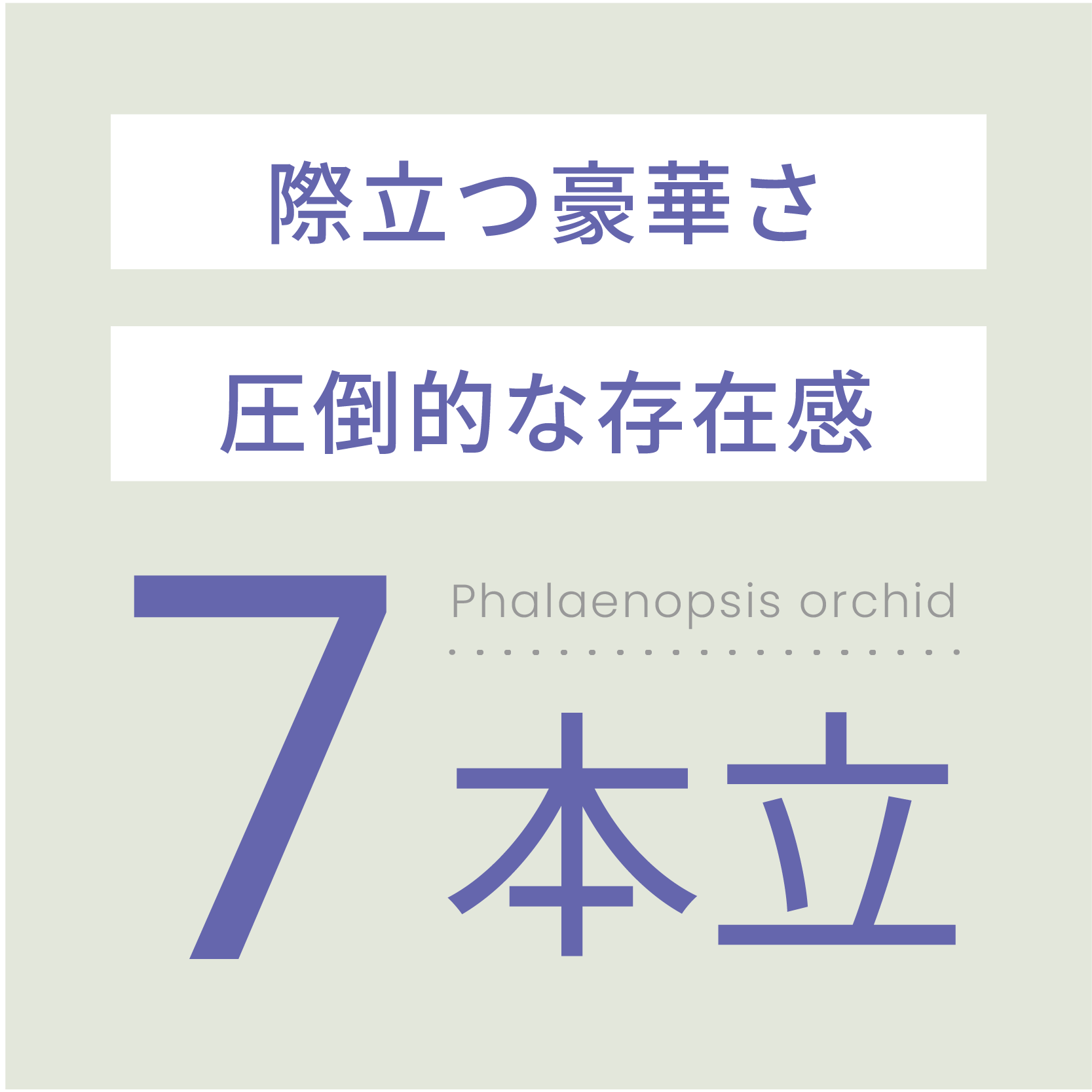 際立つ豪華さ圧倒的な存在感7本立