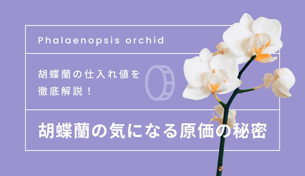 胡蝶蘭の仕入れ値を徹底解説！気になる原価の秘密